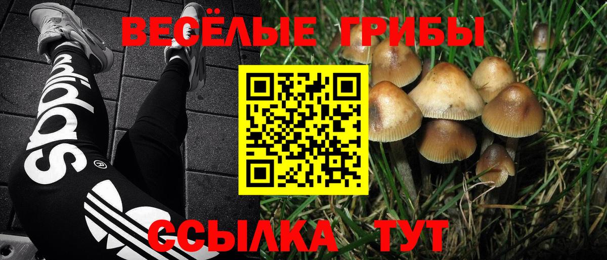 Зеленокумск  Галлюциногенные грибы Psilocybine cubensis  Вход с VPN 