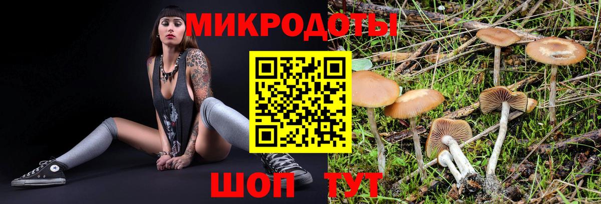 Псилоцибиновые грибы Psilocybe Зеленокумск